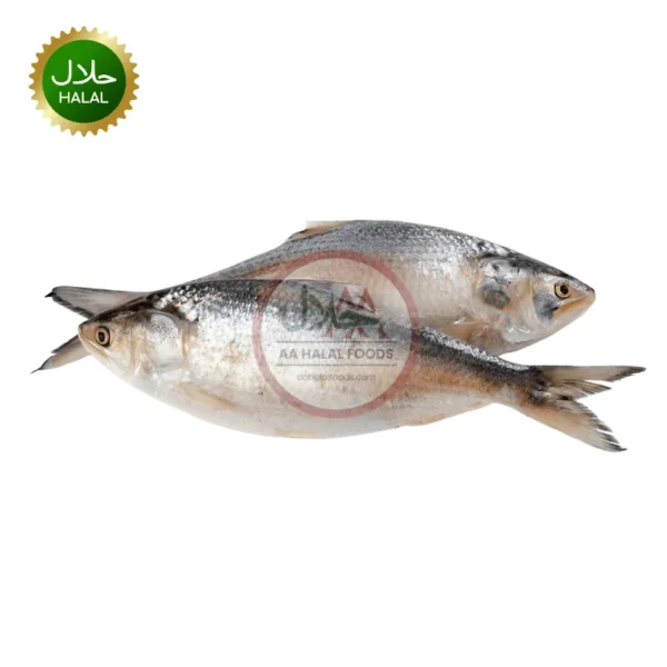 Hilsha fish /illish 1-1.2kg (Myanmar)