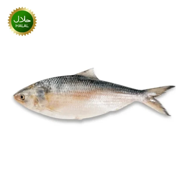 Hilsha Fish 1.4-1.5kg fresh Ilish Myanmar
