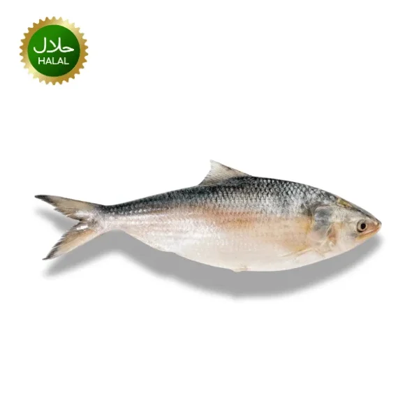 Hilsha Fish 1.2-1.3kg fresh Ilish Myanmar